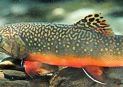 Image result for Brook Trout