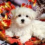 Image result for Thanksgiving Puppy Banner