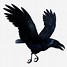 Image result for Raven Art Drawing