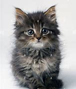 Image result for 6 Week Kitten