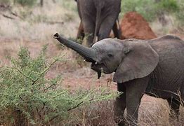 Image result for Baby Elephant Facts