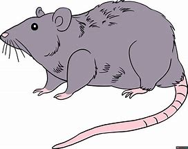 Image result for Easy to Draw Rat