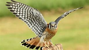 Image result for Kestrel Falcon Hawk