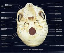 Image result for Skull Inferior View