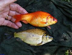 Image result for Brown Goldfish