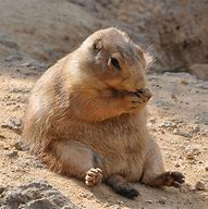 Image result for Funny Prairie Dog