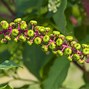 Image result for Poke Berry Plants