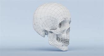 Image result for Human Skull in All Angles 3D