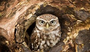 Image result for Owl Hide Among Leaves