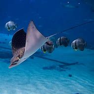 Image result for Eagle Ray Flying