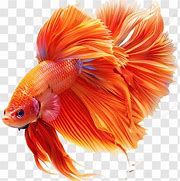 Image result for Blue Fish with Long Tail Fin