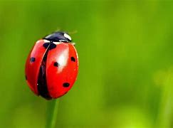 Image result for Ladybug Insect