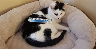 Image result for Space Cat Bounty