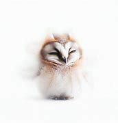 Image result for Owl Eyes Closed