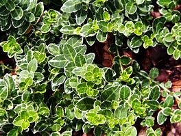 Image result for Plant Evergreen Shrubs