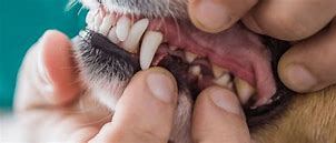 Image result for Dog Tooth Tartar