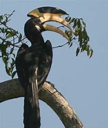 Image result for Malabar Pied Hornbill