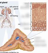 Image result for Adrenal Gland Parts