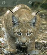 Image result for Northern Lynx