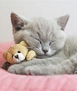 Image result for Cats Cute Kitty Please