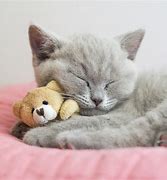 Image result for Cute Cats and Kittens Pictures