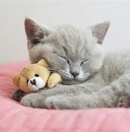 Image result for Cute Kitty Cat