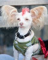 Image result for Agressive Dog Mohawk