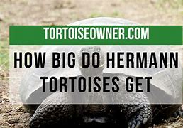 Image result for Hermann Tortoise Growth Chart