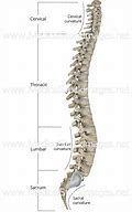 Image result for View of Spinal Column