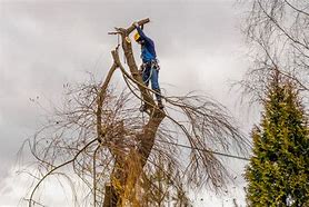 Image result for Bow of a Willow Tree