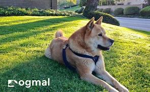 Image result for Jindo Dog Island