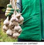 Image result for Garlic Gloves