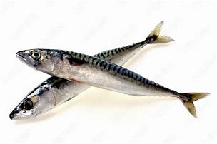 Image result for Frozen Mackerel