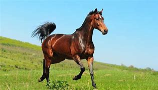 Image result for Horse Shinny Coat