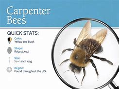 Image result for What Do Carpenter Bees Look Like