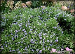 Image result for Aster October Skies