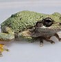 Image result for White Flower Frog