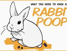 Image result for Fresh Rabbit Poop