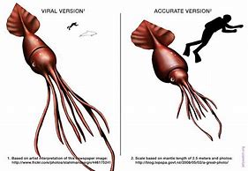 Image result for Deep Sea Colossal Squid