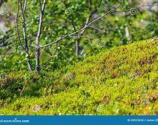 Image result for Tundra Flora