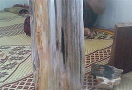 Image result for Kayu Jadi Batu