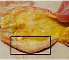 Image result for Neurologic Chickens