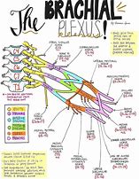 Image result for Brachial Plexus Innervation Chart