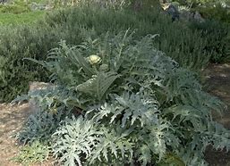 Image result for Globe Artichoke