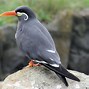 Image result for Tern