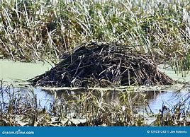 Image result for Muskrat Farm