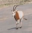 Image result for Wild Scimitar-Horned Oryx