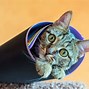 Image result for Cat in Cone