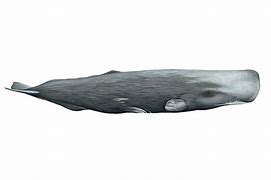 Image result for Sperm Whale Art