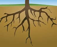 Image result for Roots ClipArt